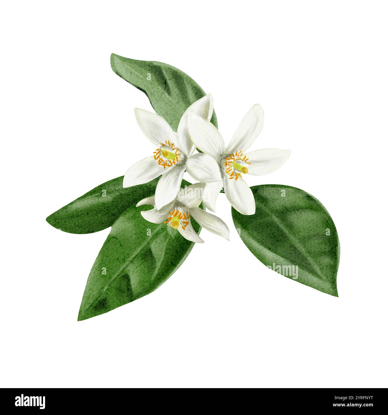 Une brindille d'un oranger. Fleurs et bourgeons d'agrumes. Fleurs blanches de citron, orange, citron vert et mandarine. Illustration aquarelle. Non Banque D'Images