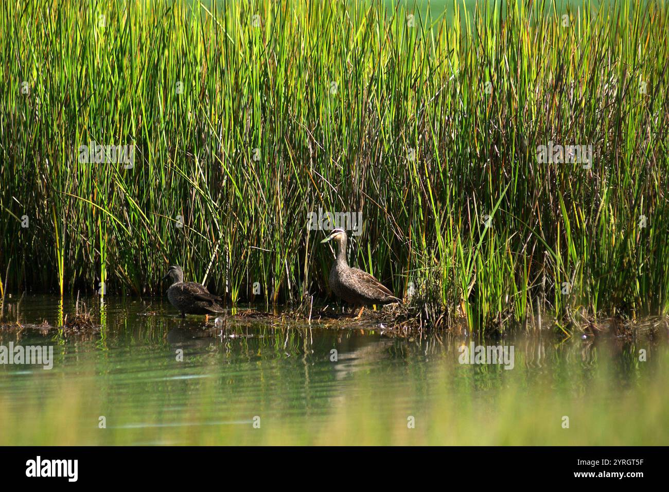Canards noirs du Pacifique (Anas supercillosa) sur l'environnement marécageux du lac Telaga Warna, un lac sulfurique sur le plateau de Dieng, dans le centre de Java, Indonésie. Banque D'Images