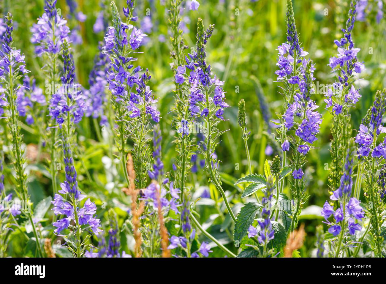 Veronica spuria fleurit en gros plan en pleine floraison entourée d'un feuillage vert luxuriant dans une prairie ensoleillée. Photographie de la nature mettant en valeur le violet éclatant Banque D'Images