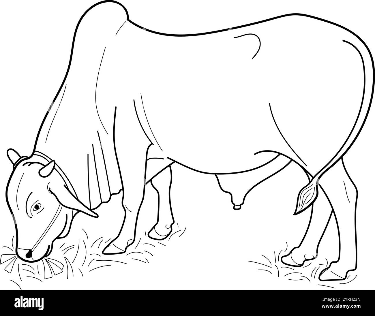 Taureau indien mangeant de l'herbe à la ferme. Dessiné à la main dans un style de ligne mince Illustration de Vecteur