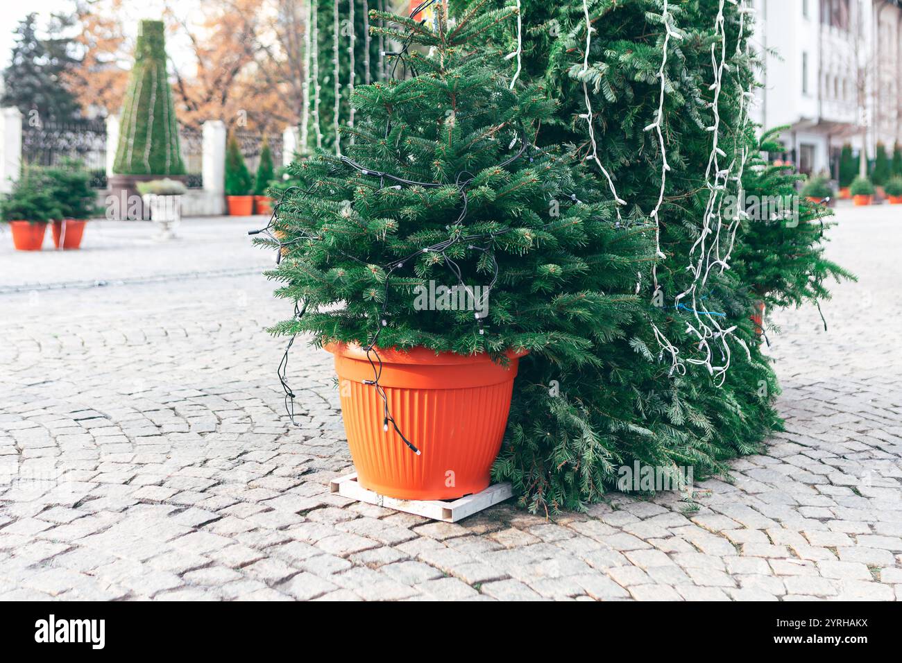 Arbre Evergreen dans un pot orange placé sur une surface pavée. Arbre est décoré de guirlandes suggérant un cadre festif ou de vacances. Noël ou Banque D'Images