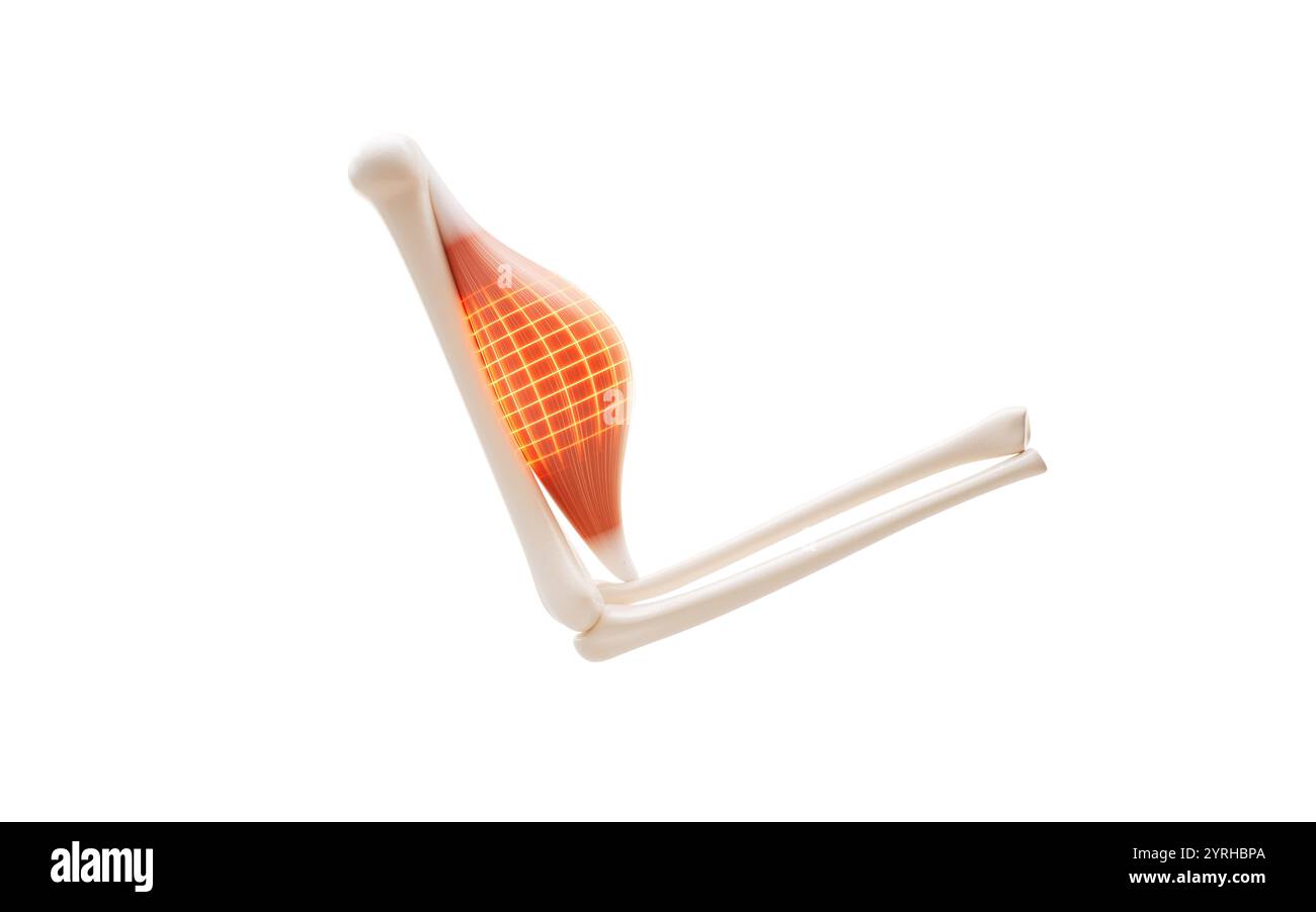 Structure musculaire, visualisation de concept médical, rendu 3D. Illustration 3D. Banque D'Images