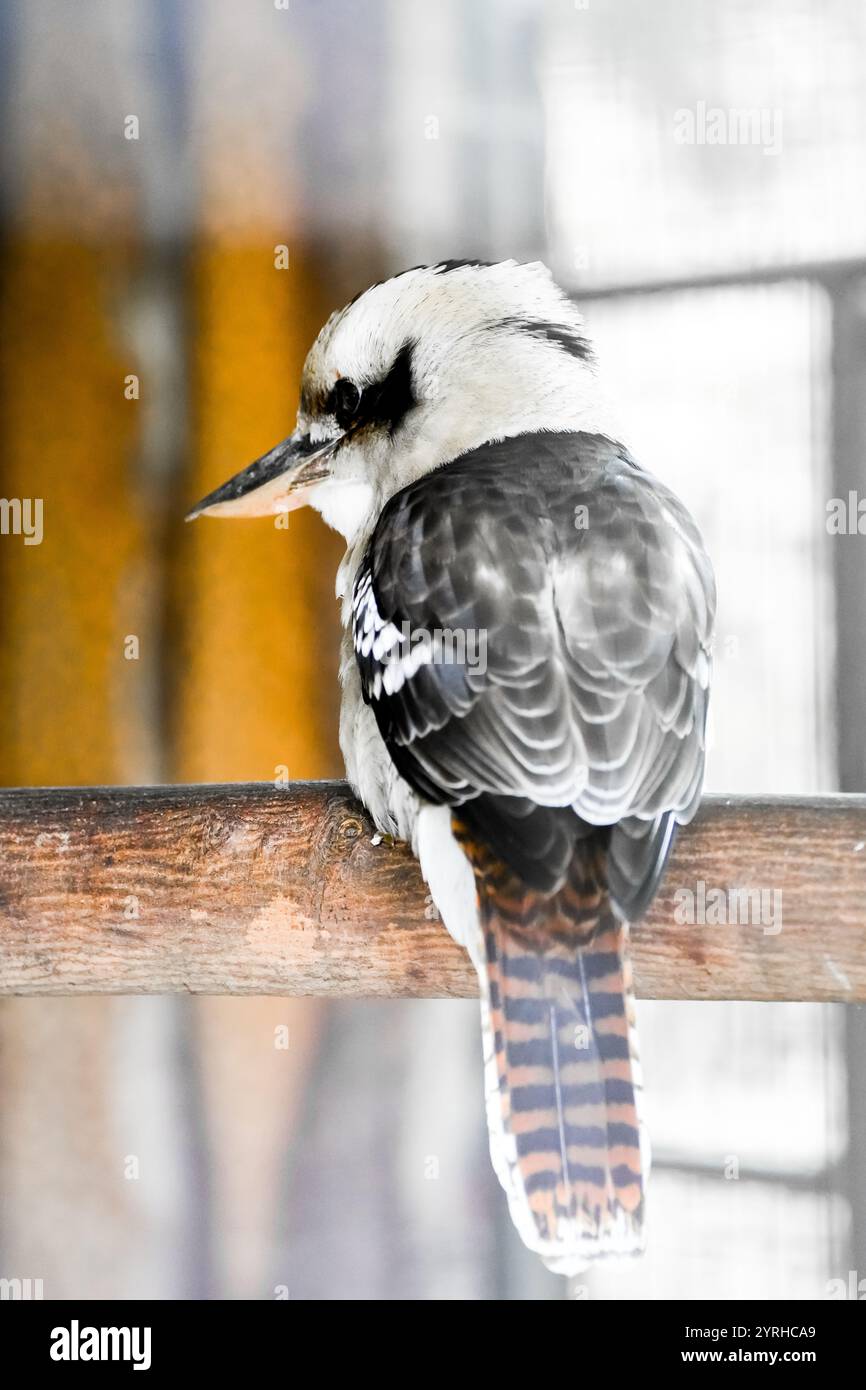 Portrait de kookaburra riant. Oiseau en gros plan. Dacelo novaeguineae. Rire Hans. Kookaburra. Jägerliest. Banque D'Images