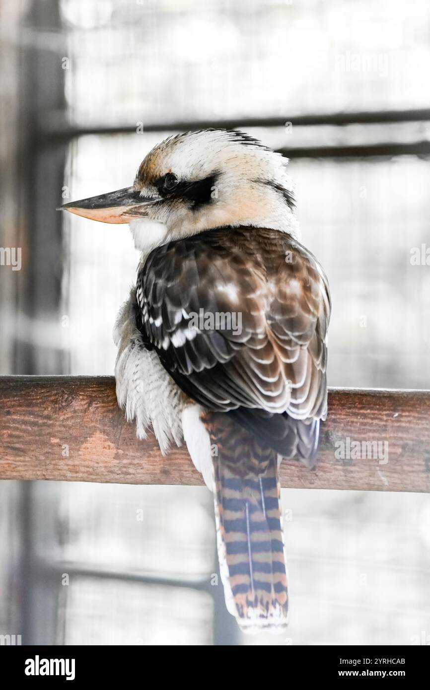 Portrait de kookaburra riant. Oiseau en gros plan. Dacelo novaeguineae. Rire Hans. Kookaburra. Jägerliest. Banque D'Images