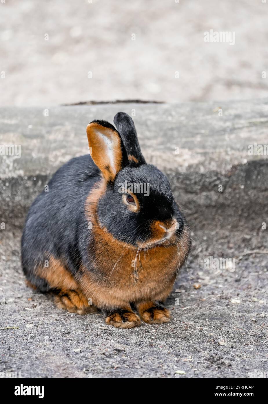 Portrait d'un lapin bronzé à fourrure noire et brune. Banque D'Images