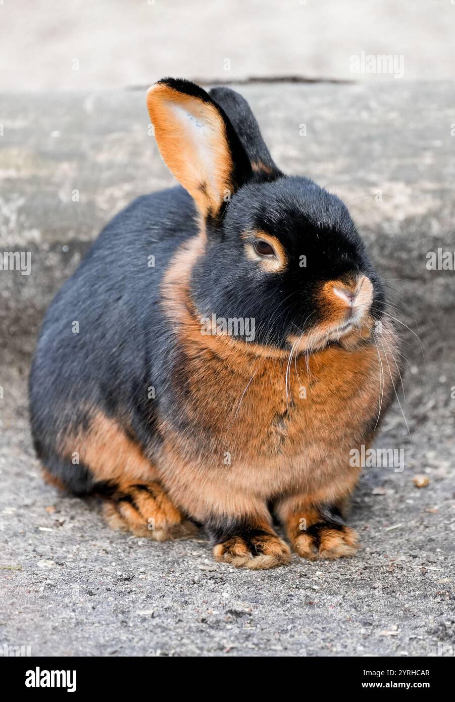 Portrait d'un lapin bronzé à fourrure noire et brune. Banque D'Images