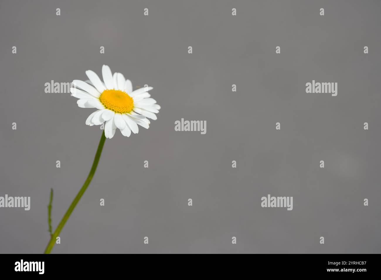 Fleur d'une Marguerite. Plantez en gros plan sur un fond gris. Oxeye Daisy. Banque D'Images