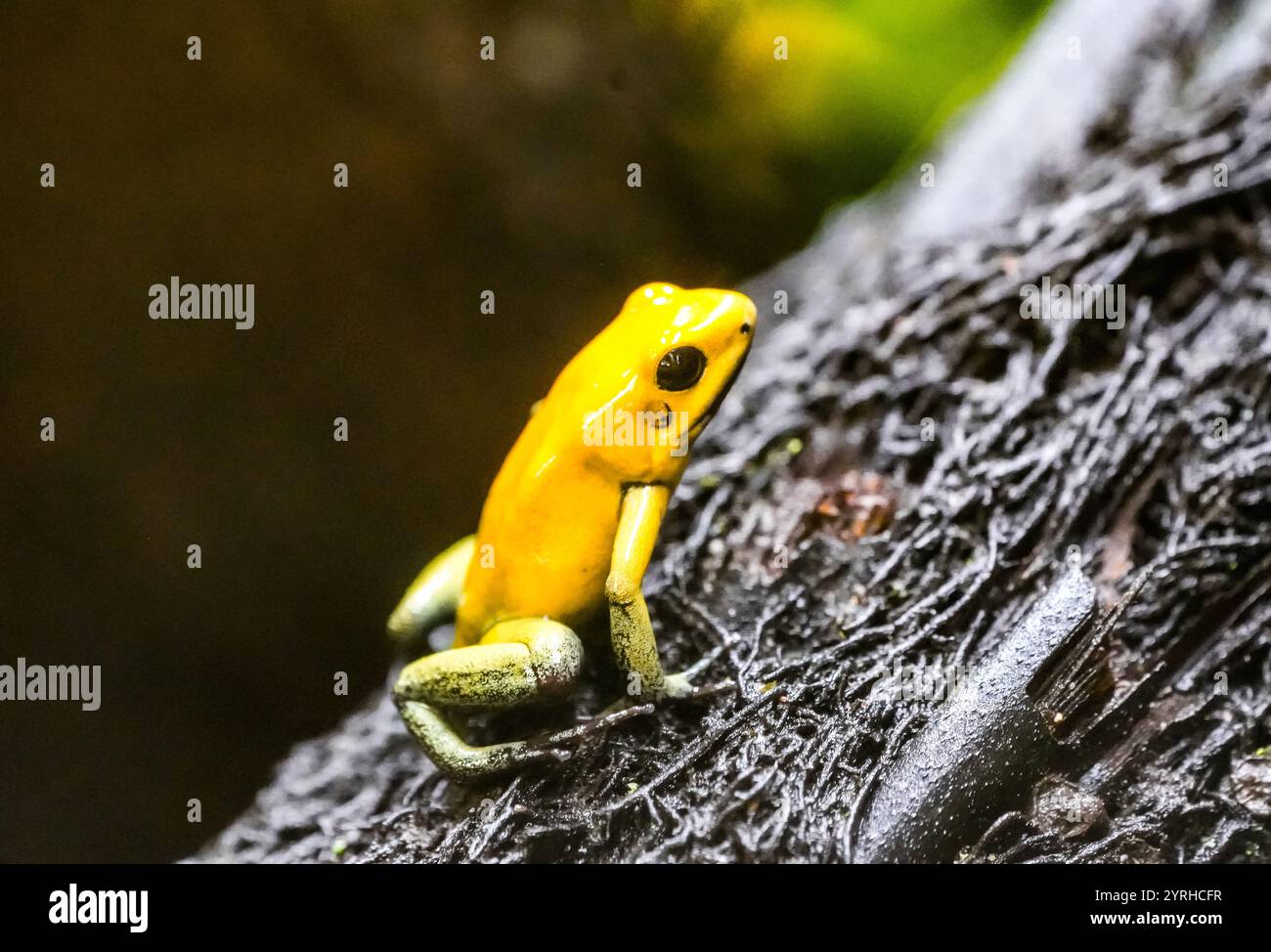 Grenouille à fléchettes poison jaune dans la nature. Gros plan de l'animal. Dendrobatidae. Phyllobates terribilis. Banque D'Images