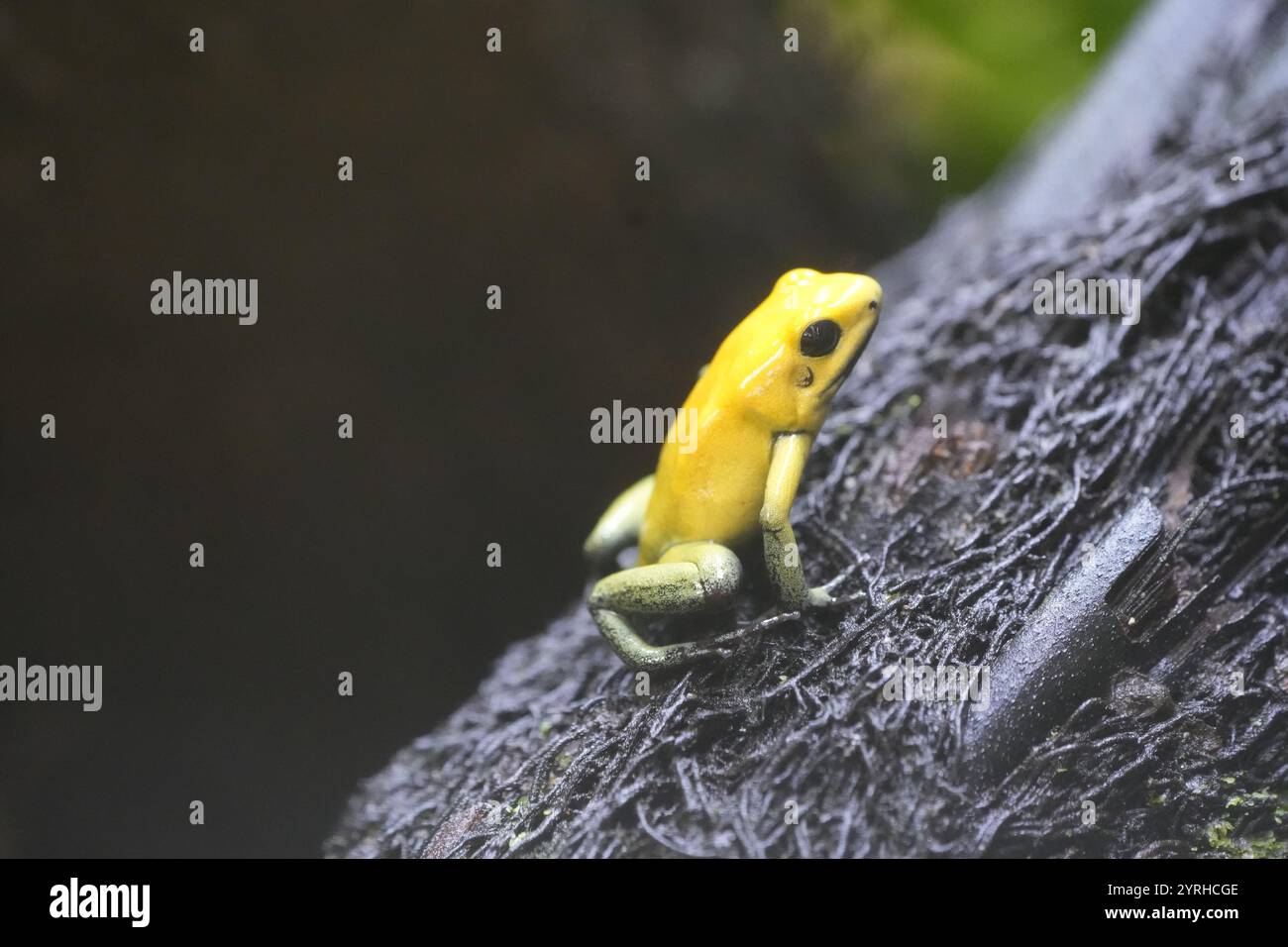 Grenouille à fléchettes poison jaune dans la nature. Gros plan de l'animal. Dendrobatidae. Phyllobates terribilis. Banque D'Images