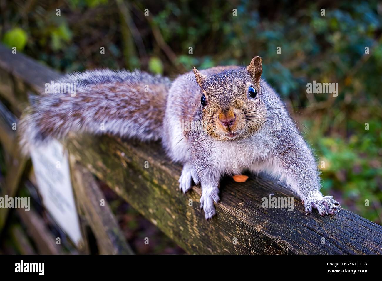Écureuil curieux levant la tête. Automne. Sur un poteau d'accès. Nature. Couleur. Banque D'Images