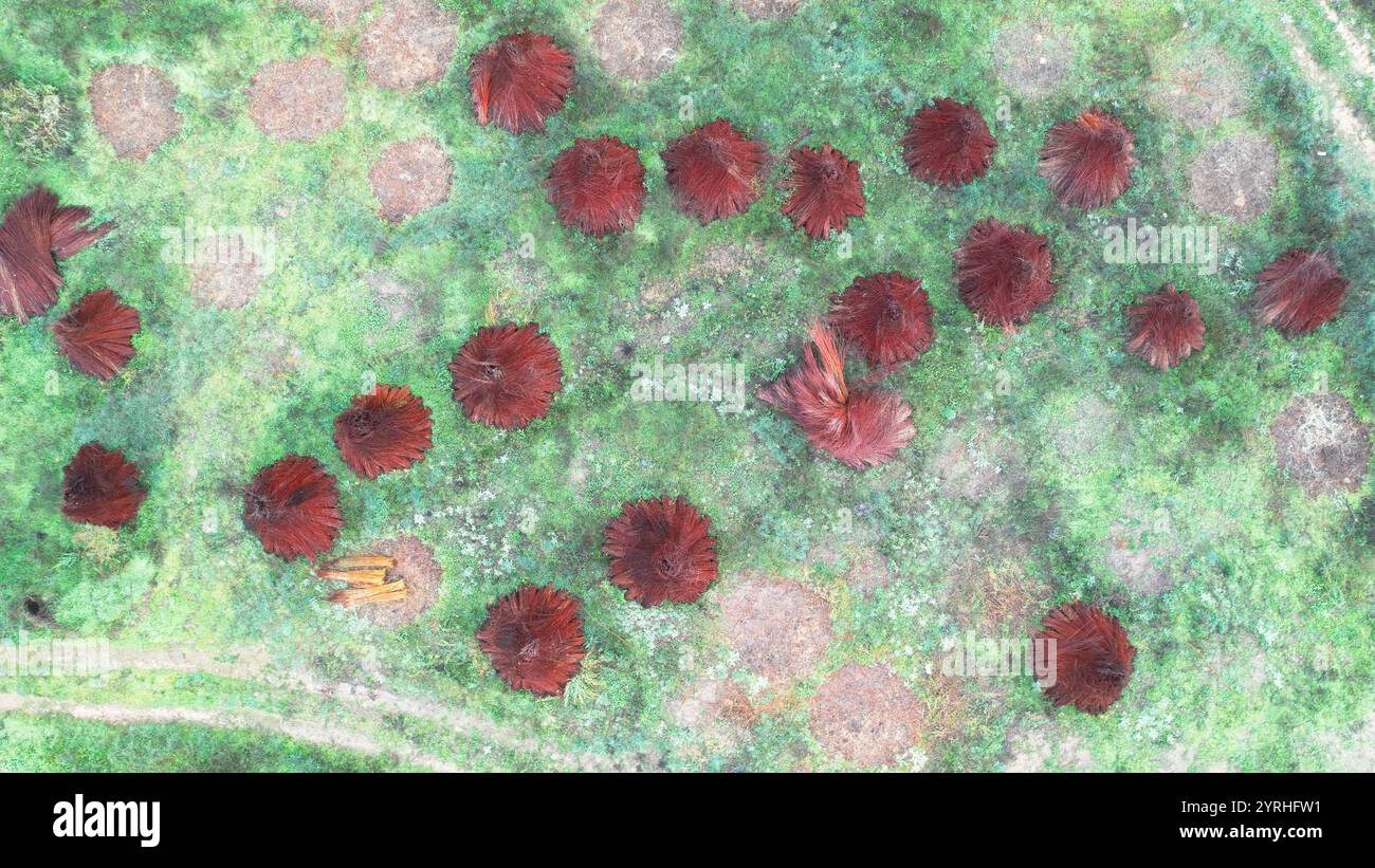 Vue à vol d'oiseau de piles circulaires en osier dans un champ vert luxuriant à Canamares, Cuenca, Espagne les piles brun-rougeâtre contrastent magnifiquement avec le gre Banque D'Images