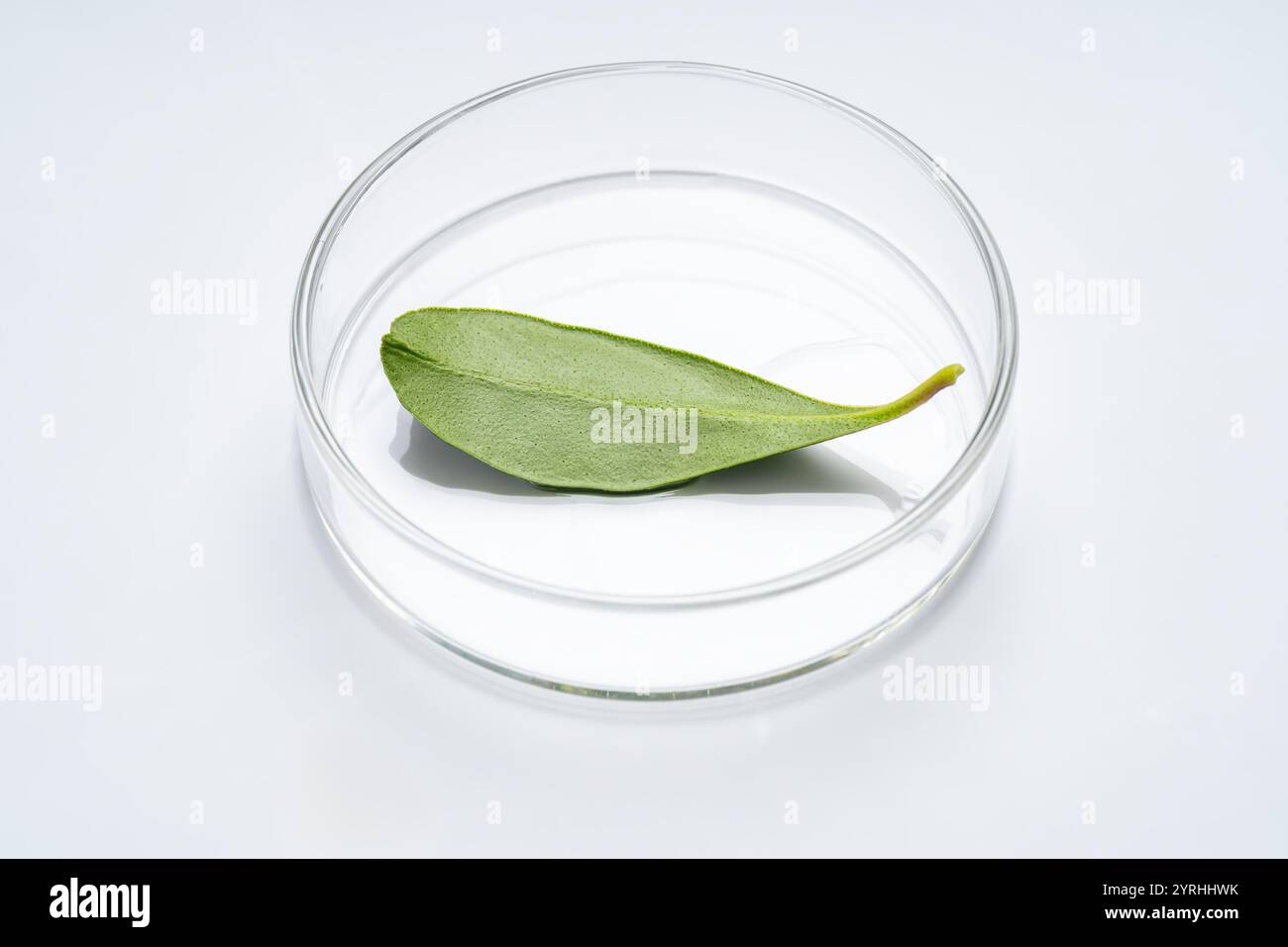 Une seule feuille verte repose dans une boîte de Pétri, symbolisant la recherche botanique et l'étude scientifique. La configuration minimaliste met en valeur des thèmes de la nature, ecol Banque D'Images