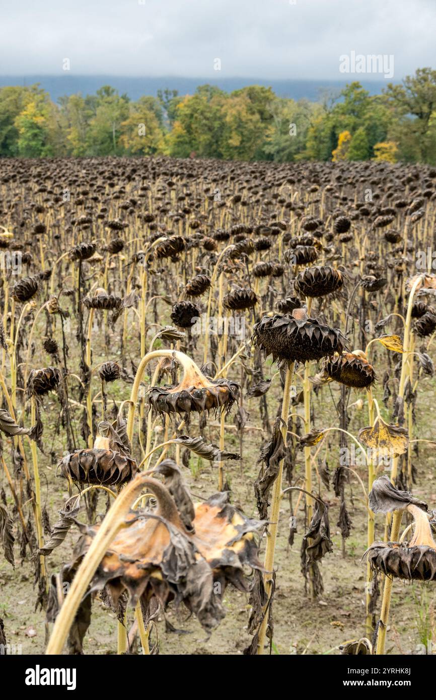 Un vaste champ de tournesols morts crée un paysage sombre sous un ciel couvert en Suisse, près de Nyon les tons sourds évoquent un sentiment de calme et de non Banque D'Images