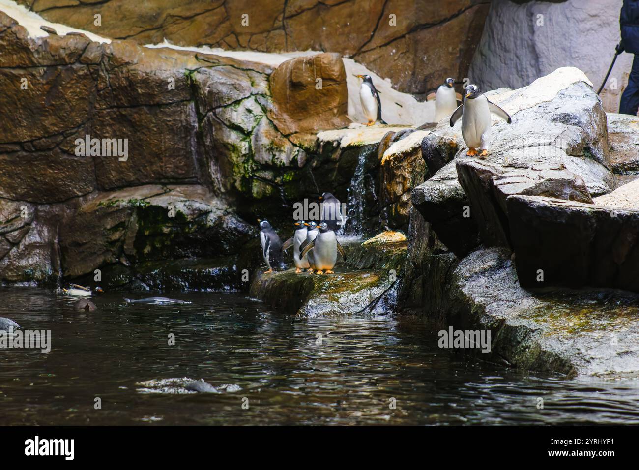 Un groupe de pingouins marchant sur les rochers Banque D'Images