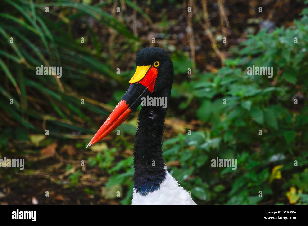 Cigogne/bec de selle colorée (Ephippiorhynchus senegalensis) Banque D'Images