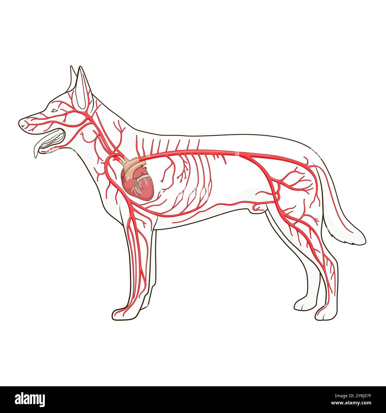 Le système circulatoire artériel du chien vecteur Illustration de Vecteur