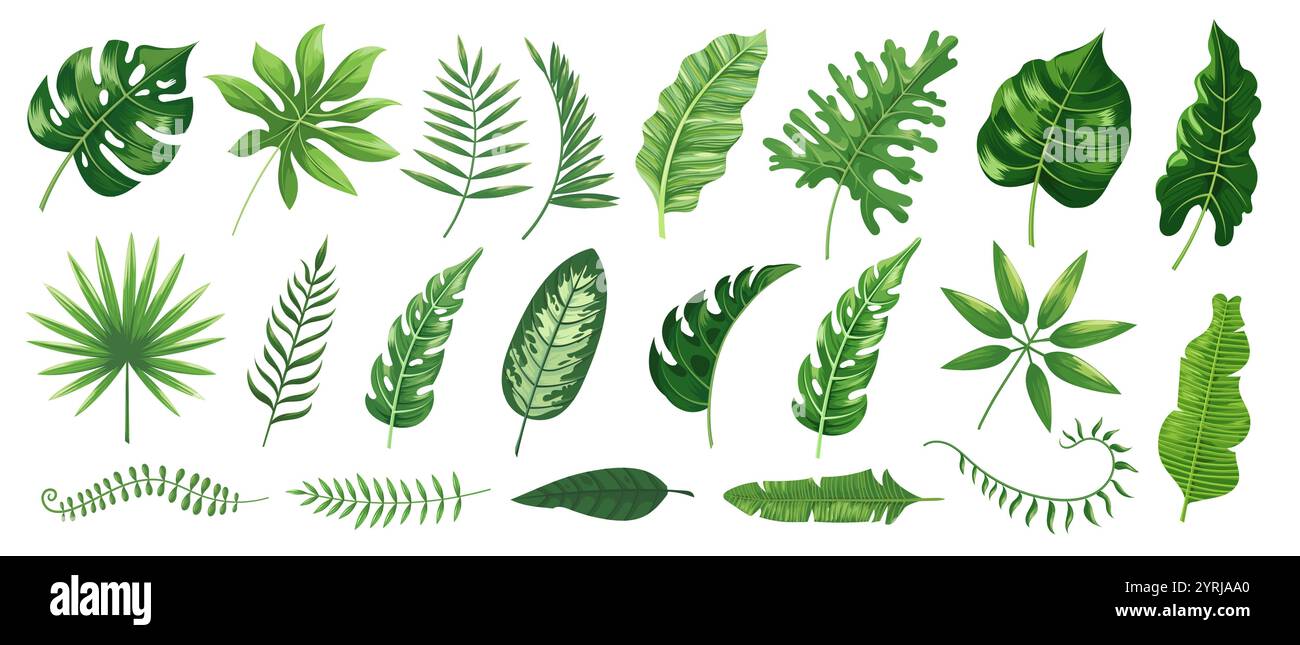 Feuilles tropicales avec diverses formes et textures, y compris le feuillage monstera, palmier et bananier. Idéal pour la décoration à la maison, les designs respectueux de l'environnement et tropical Illustration de Vecteur Feuilles tropicales avec diverses formes et textures, y compris le feuillage monstera, palmier et bananier. Idéal pour la décoration à la maison, les designs respectueux de l'environnement et tropical Illustration de Vecteur