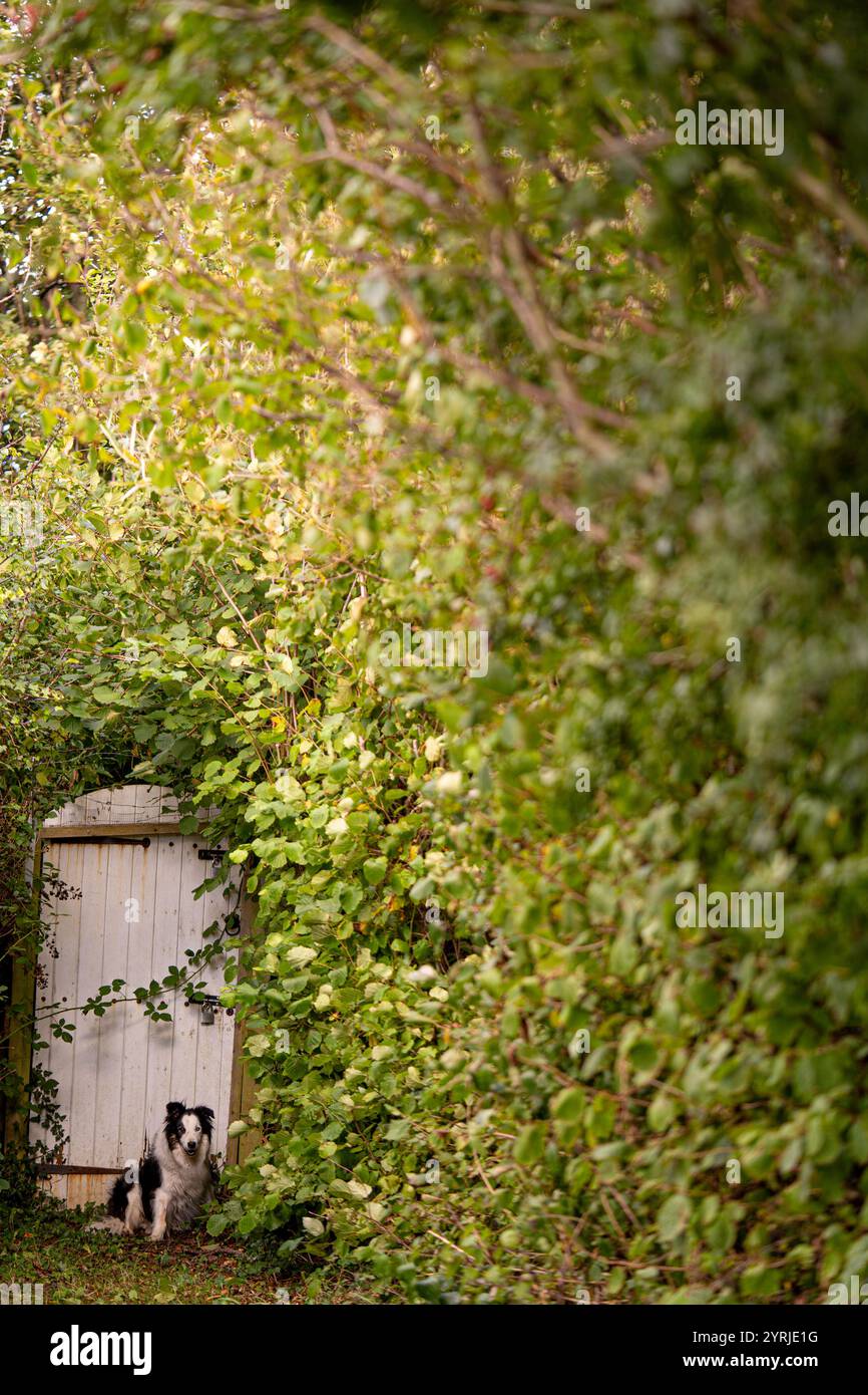 le chien border collie attendait devant une porte blanche au milieu du feuillage des arbres Banque D'Images