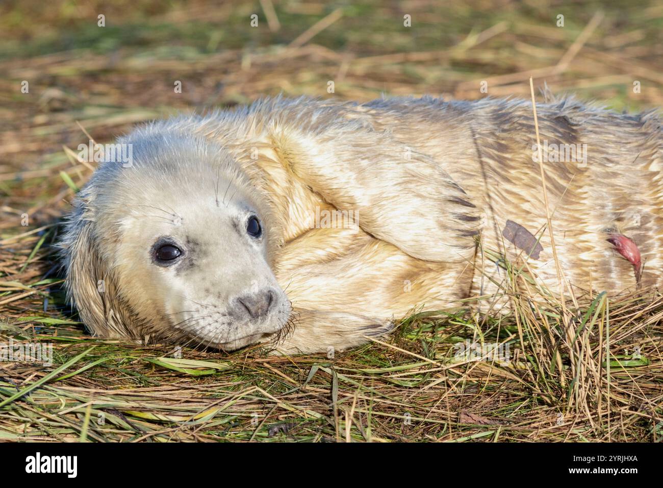 Donna Nook Lincolnshire fens Donna Nook réserve naturelle pour nouveau-né Grey Seal Pup Halichoerus grypus atlantica Lincolnshire Angleterre GB Europe Banque D'Images