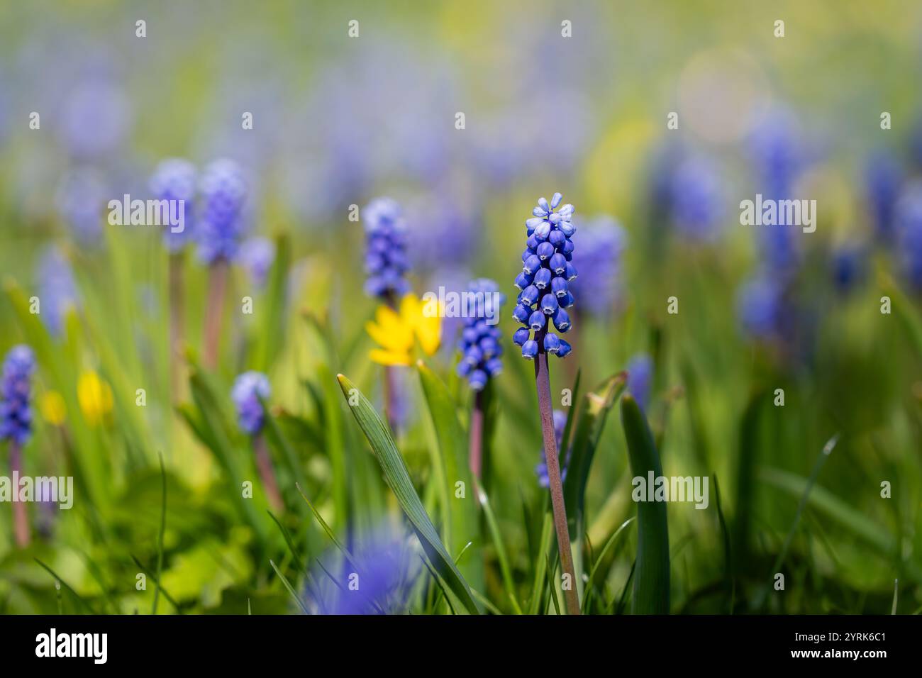 Floraison printanière précoce jacinthe de raisin. Jacinthe de raisin arménien ou jacinthe de raisin de jardin (Muscari armeniacum) fleurs bleues au début du printemps. Banque D'Images