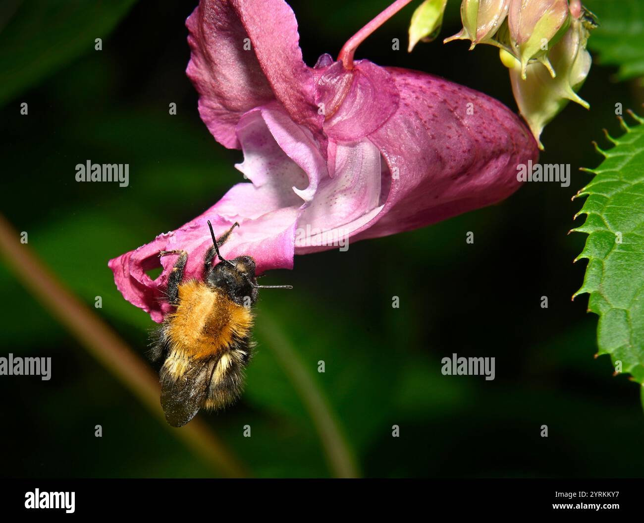 Carde commun Bee, Bombus pascuorum Banque D'Images