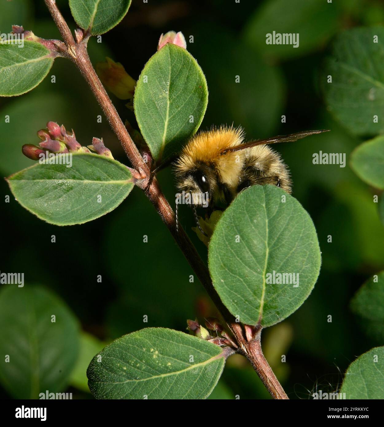 Carde commun Bee, Bombus pascuorum Banque D'Images