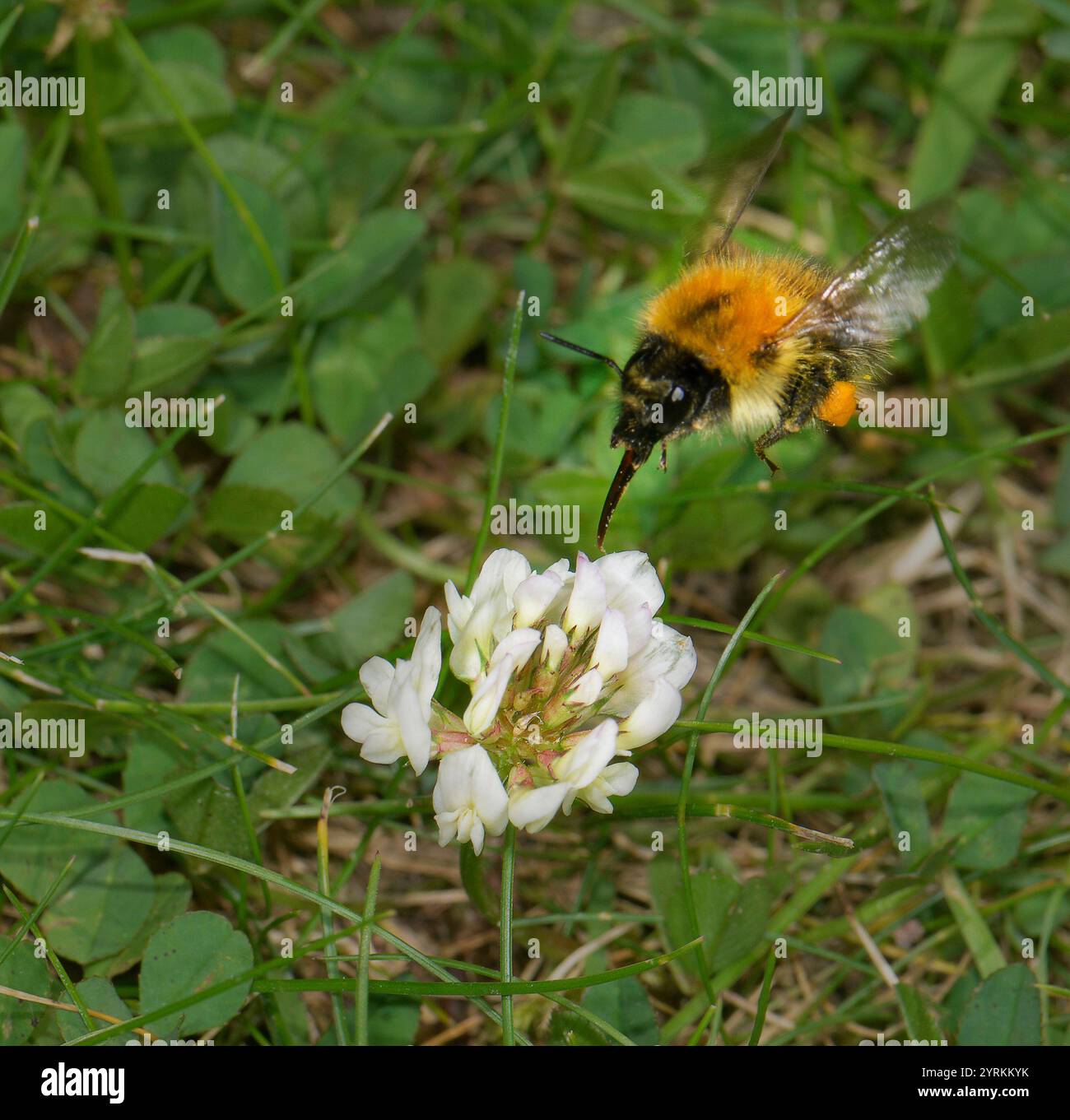 Carde commun Bee, Bombus pascuorum Banque D'Images