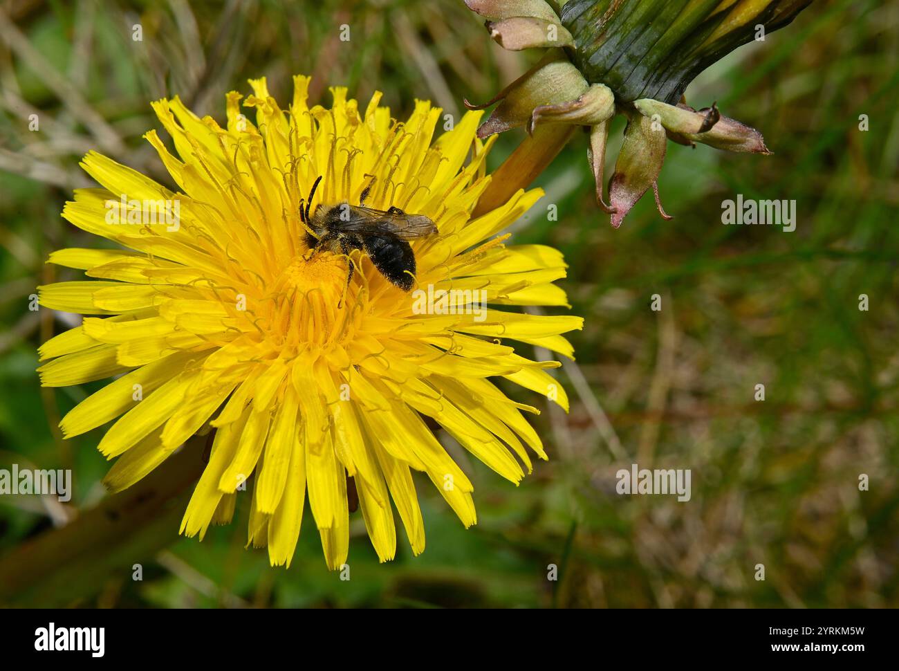 Une photo macro d'une abeille minière Ashy, Andrena cineraria, se nourrissant d'une fleur de pissenlit. Une image lumineuse et bien focalisée de cette minuscule abeille. Banque D'Images