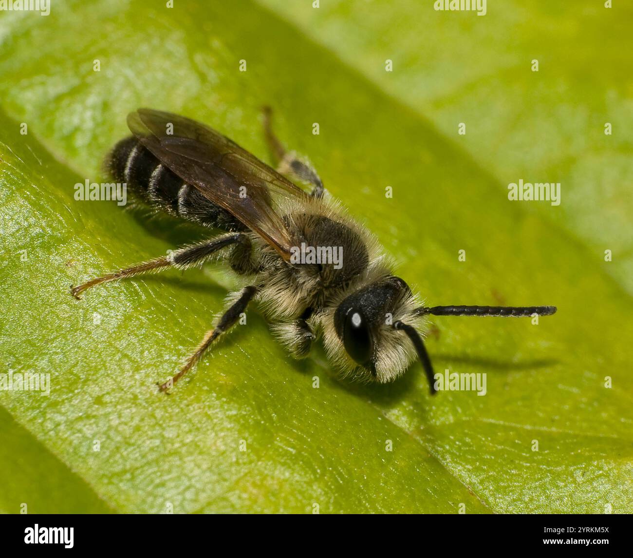 Une abeille Cuckoo, Melecta albifrons, reposant sur une feuille. C'est un superbe exemple de cette abeille. Bien focalisé, gros plan et avec de bons détails. Banque D'Images