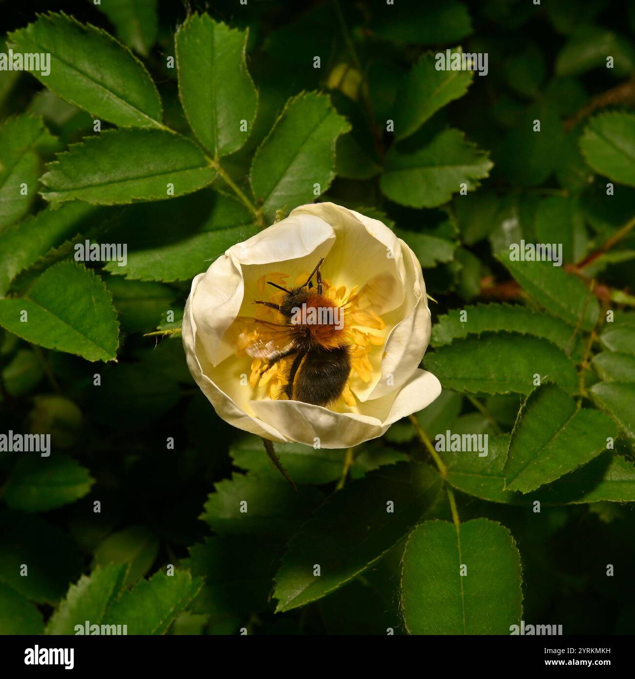 Un bourdon d'arbre, Bombus Hypnorum, se nourrissant d'une fleur de rose de couleur crème. Une abeille bien focalisée à l'intérieur d'une fleur d'ouverture. Fond feuillu naturel. Banque D'Images