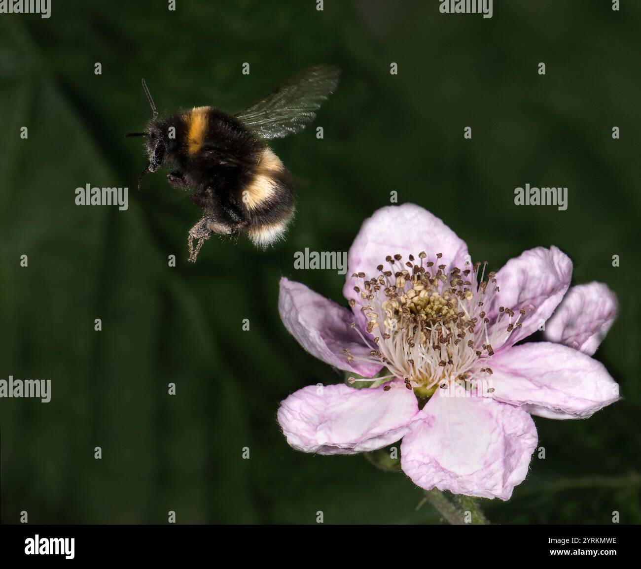 Un bourdon à queue blanche qui s'éloigne d'une fleur de mûrier. Bumbus lucorum, s'envole d'une fleur de ronce. Gros plan, bien focalisé et volant. Banque D'Images