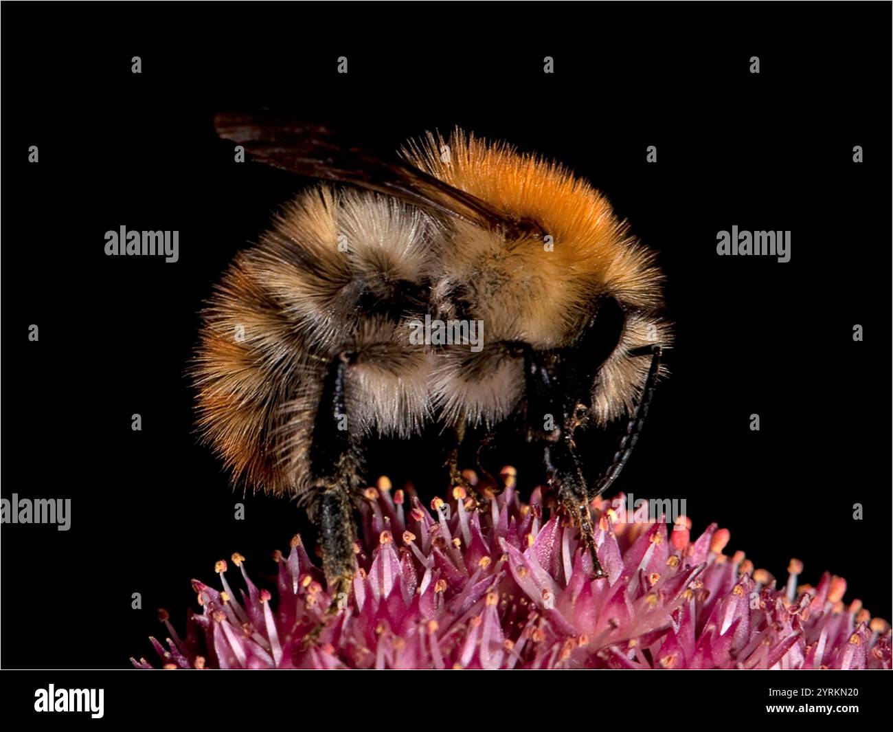 Une vue latérale bien focalisée d'une abeille cardée commune, Bombus Pasquorum se nourrissant d'une tête de fleur. Gros plan et bien focalisé avec de bons détails. Bourdon. Banque D'Images