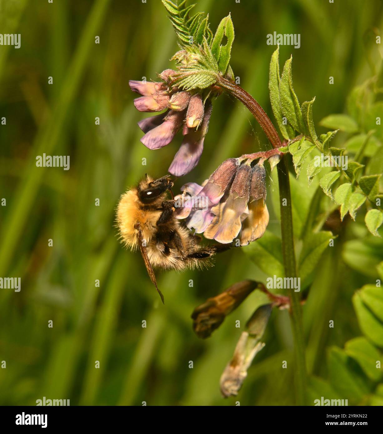 Une vue latérale d'un bourdon, carder commun, Bombus Pascuorum se nourrissant de vestes sauvages. Gros plan et bien focalisé avec un arrière-plan flou naturel. Banque D'Images