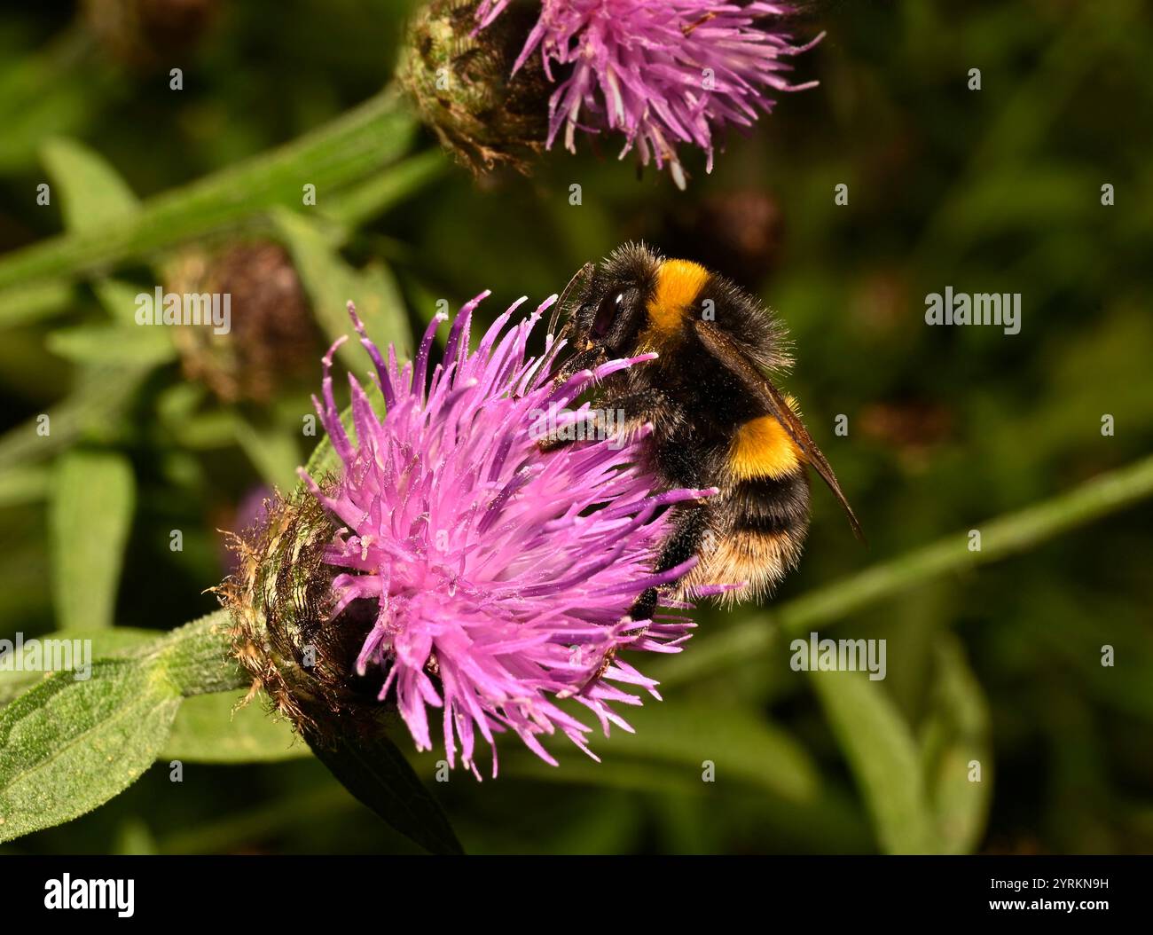 Une vue latérale d'une bourdon à queue Buff, Bombus Terrestris, se nourrissant de plus grande herbe à dos. Bien focalisé avec de bons détails de l'abeille et de la fleur. Banque D'Images