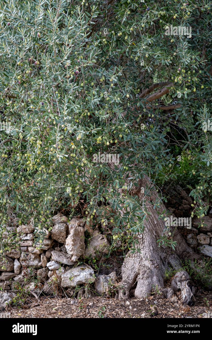 Ancien olivier en Sicile, Italie Banque D'Images