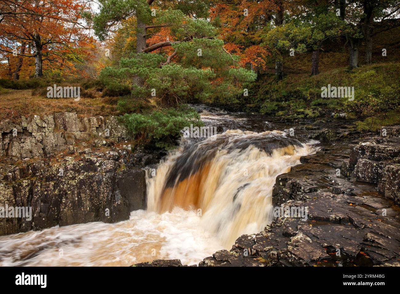 Royaume-Uni, County Durham, Teesdale, Bowlees, Low Force, Side Falls sur River Tees Banque D'Images