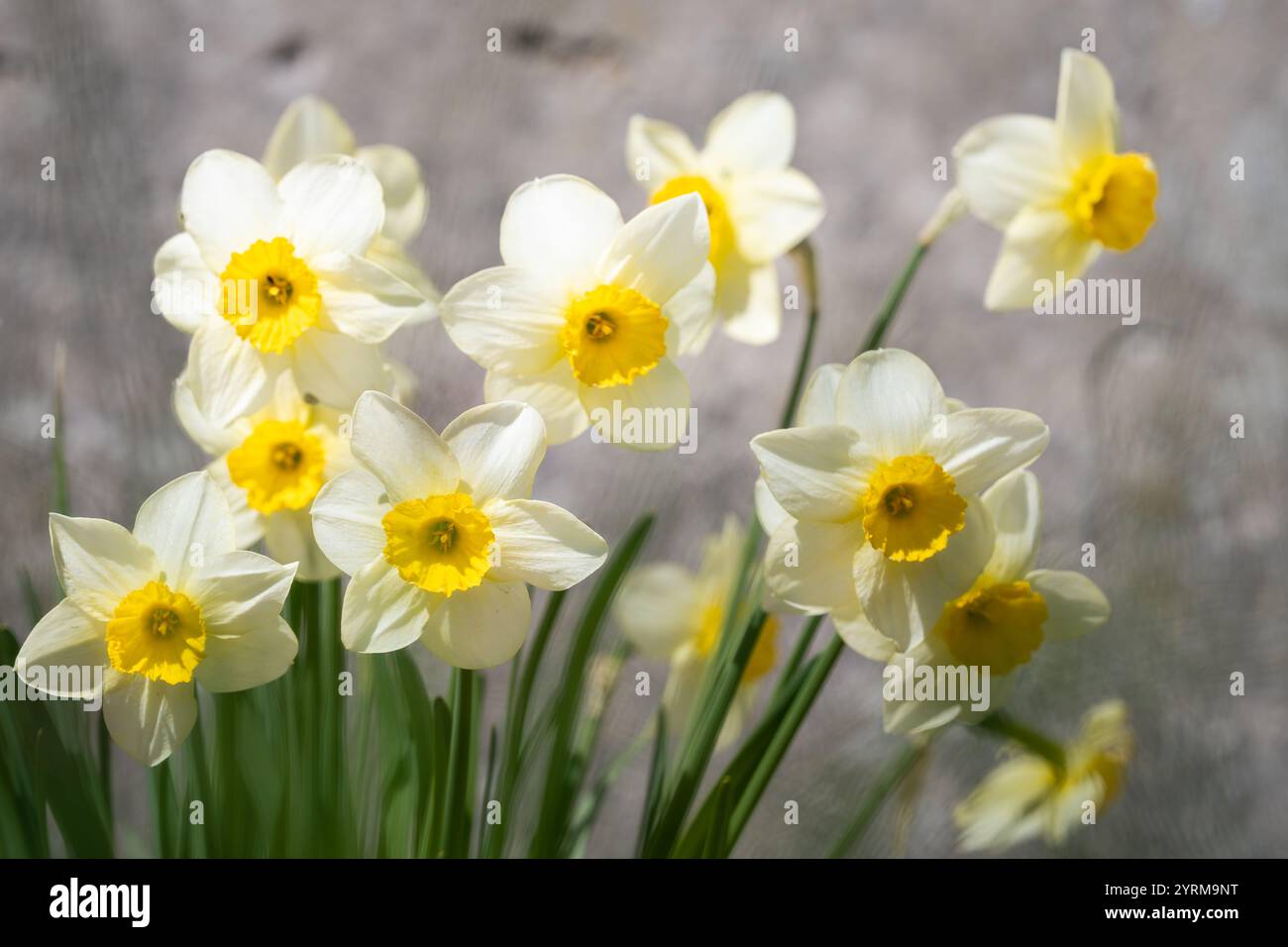 Petit jonquille en coupelle avec couronne blanche et tasse jaune. Petits jonquilles blanches et jaunes (Narcisse)john Evelyn fleurissent dans un jardin. Banque D'Images