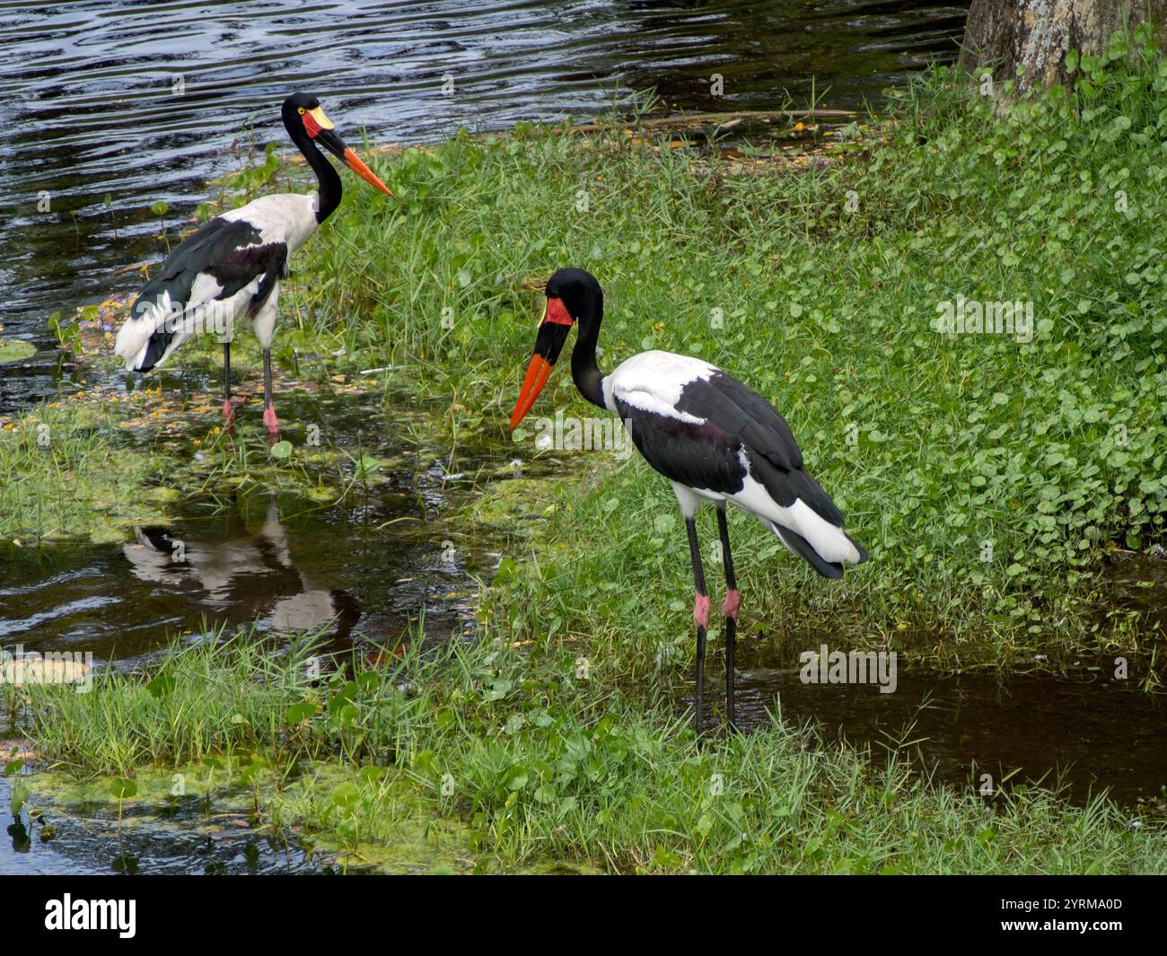 Cigogne à bec de selle (Ephippiorhynchus senegalensis) dans l'eau Banque D'Images