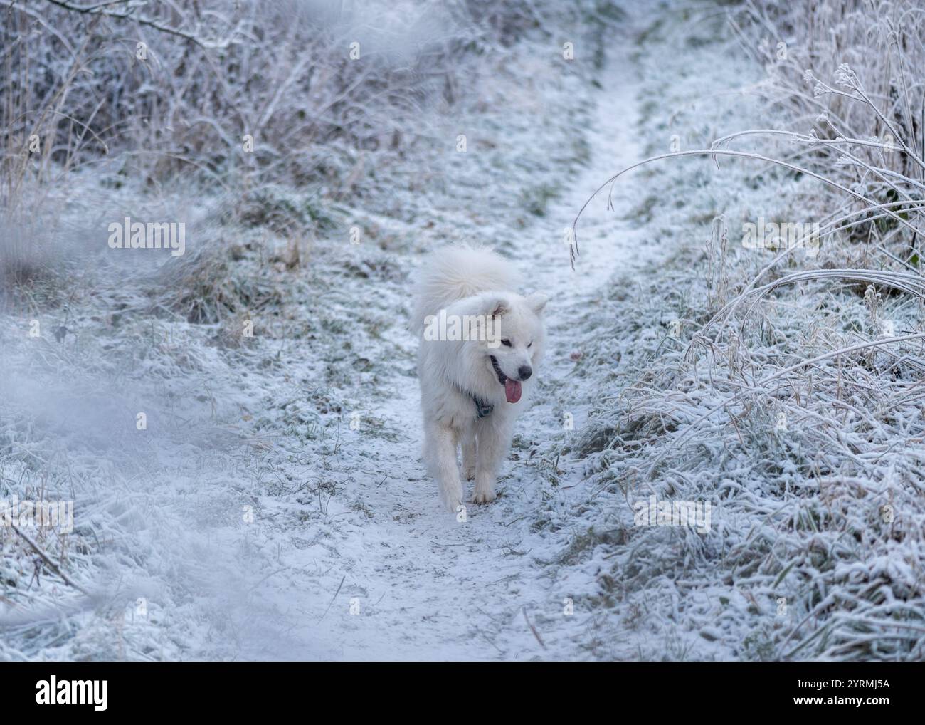 Samoyed marche dans la campagne enneigée Banque D'Images