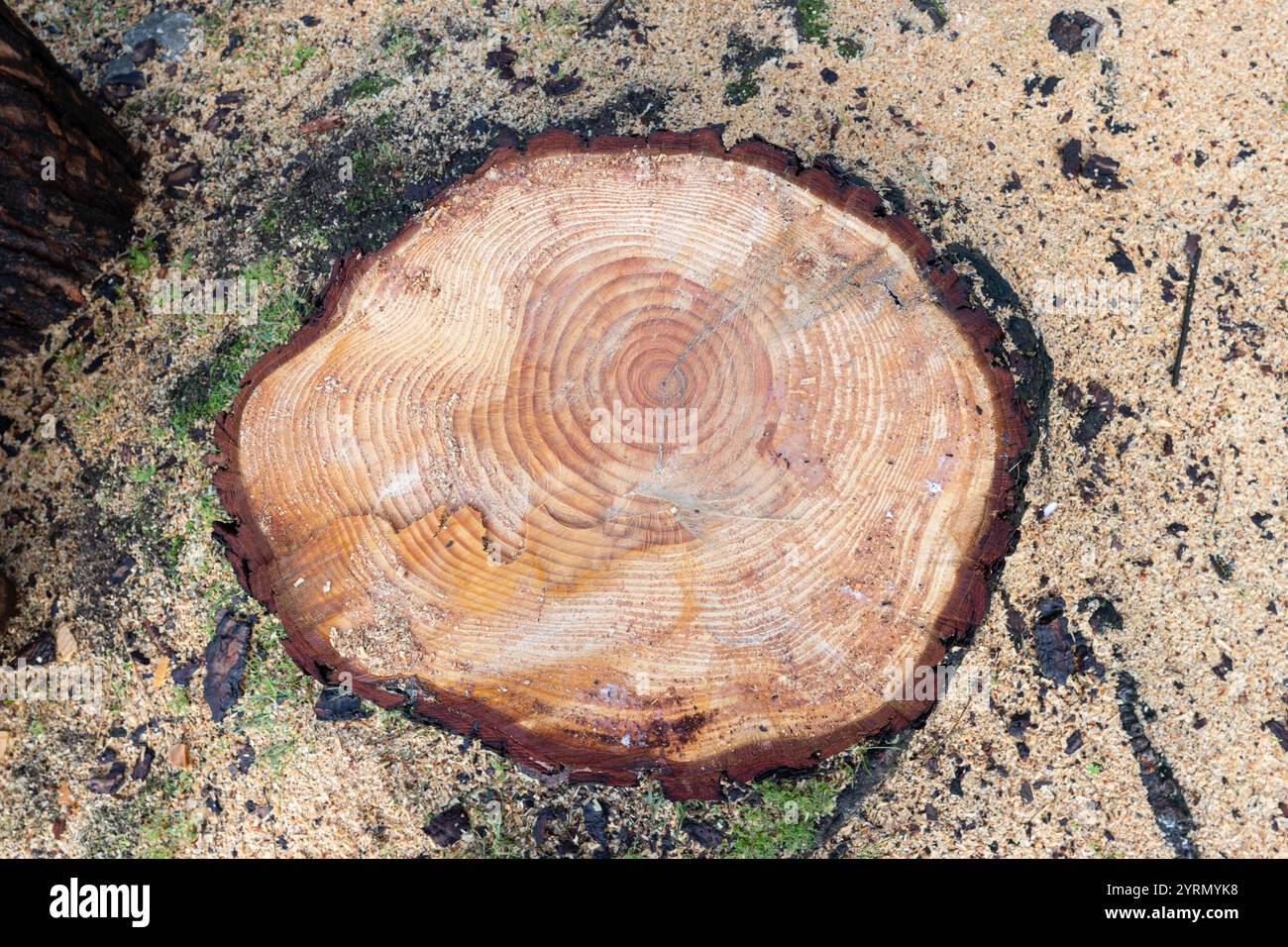 Vue de dessus d'une bûche de pin coupée révélant ses anneaux de croissance, reposant sur un plancher forestier couvert de sciure de bois Banque D'Images