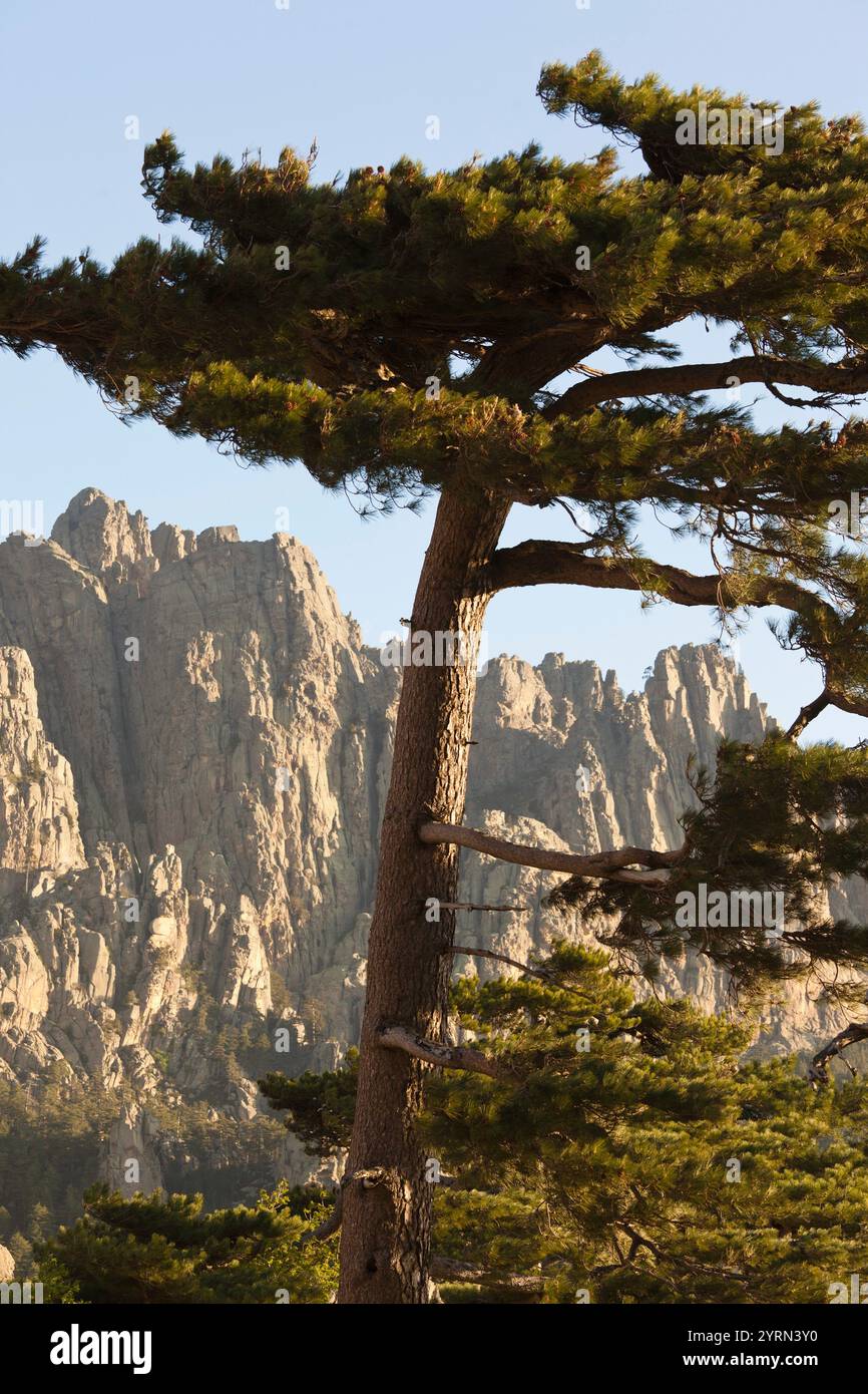 France, Corse, Corse-du-Sud, la région de l'Alta Rocca, Col de Bavella, Aiguilles de Bavella, matin Banque D'Images