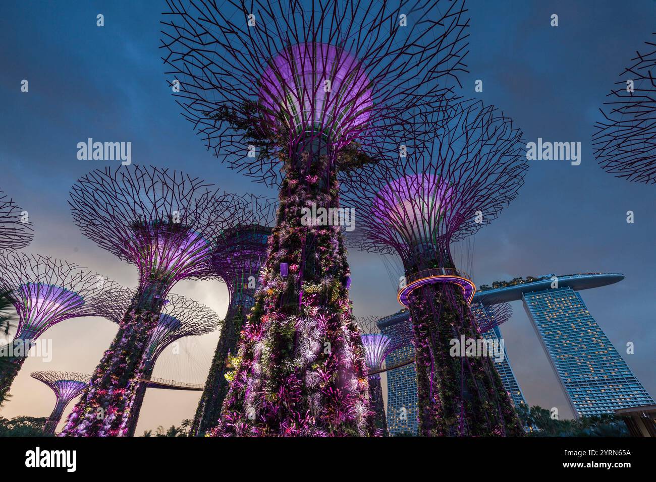 Singapour, Gardens by the Bay, Super Tree Grove et Marina Bay Sands Hotel, crépuscule. Banque D'Images
