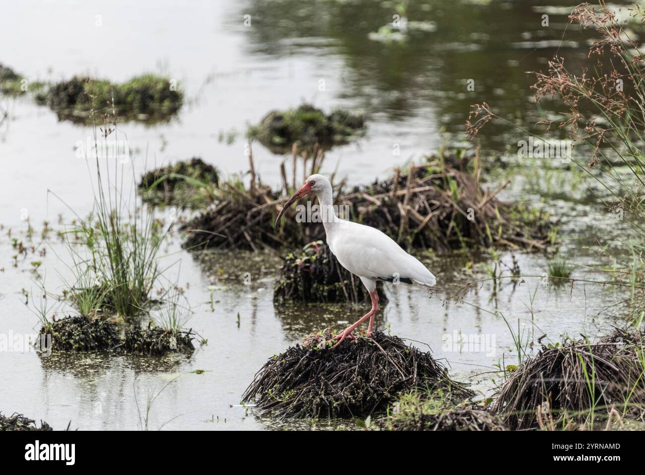 American White Ibis (Eudocimus albus) sur un marais côtier sur la côte de l'État de Vera Cruz au Mexique Banque D'Images