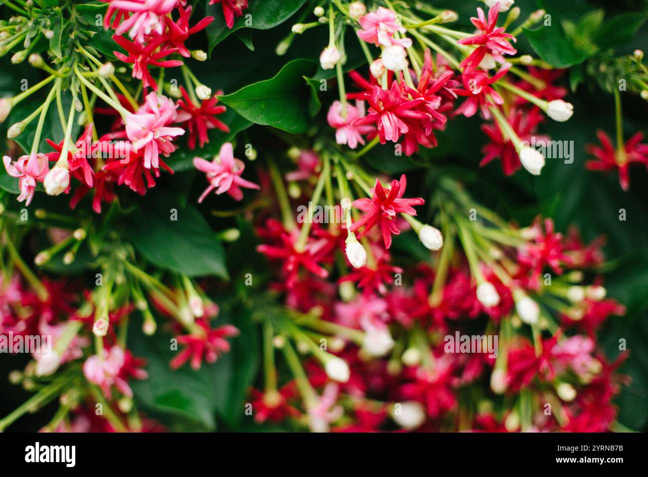 Pune, Inde, fleurs roses, Vert, jardin, fleurs indiennes Banque D'Images