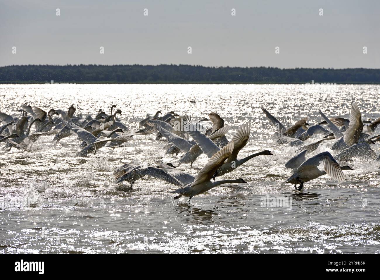 Groupe de cygnes muets (Cygnus olor), Juodkrante, Spit de Courlande, Lituanie, États baltes, Europe du Nord Banque D'Images