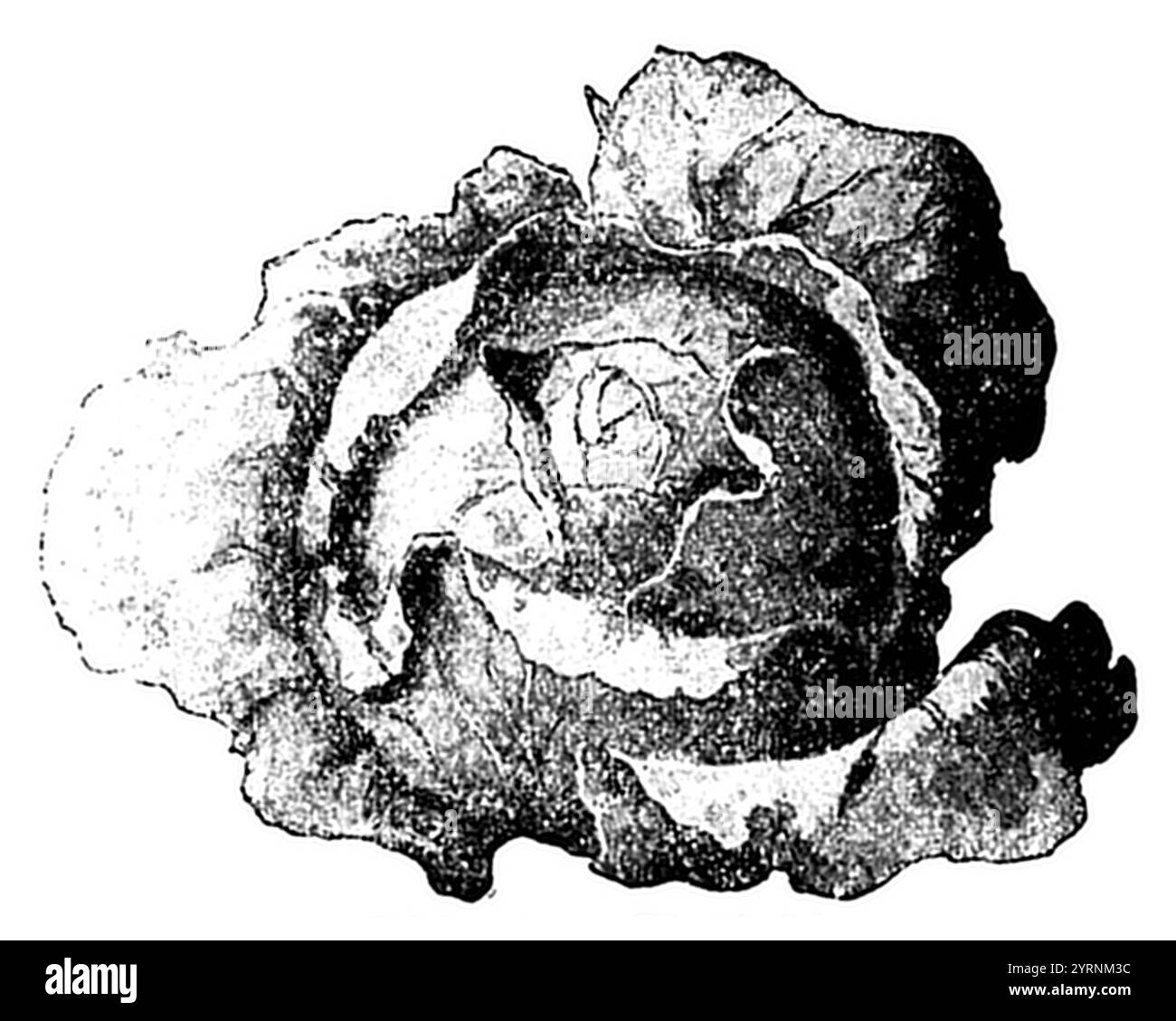 Chou rouge Brassica oleracea convar. capitata var. Rubra, (livre de jardin, 1921), Rotkohl Banque D'Images