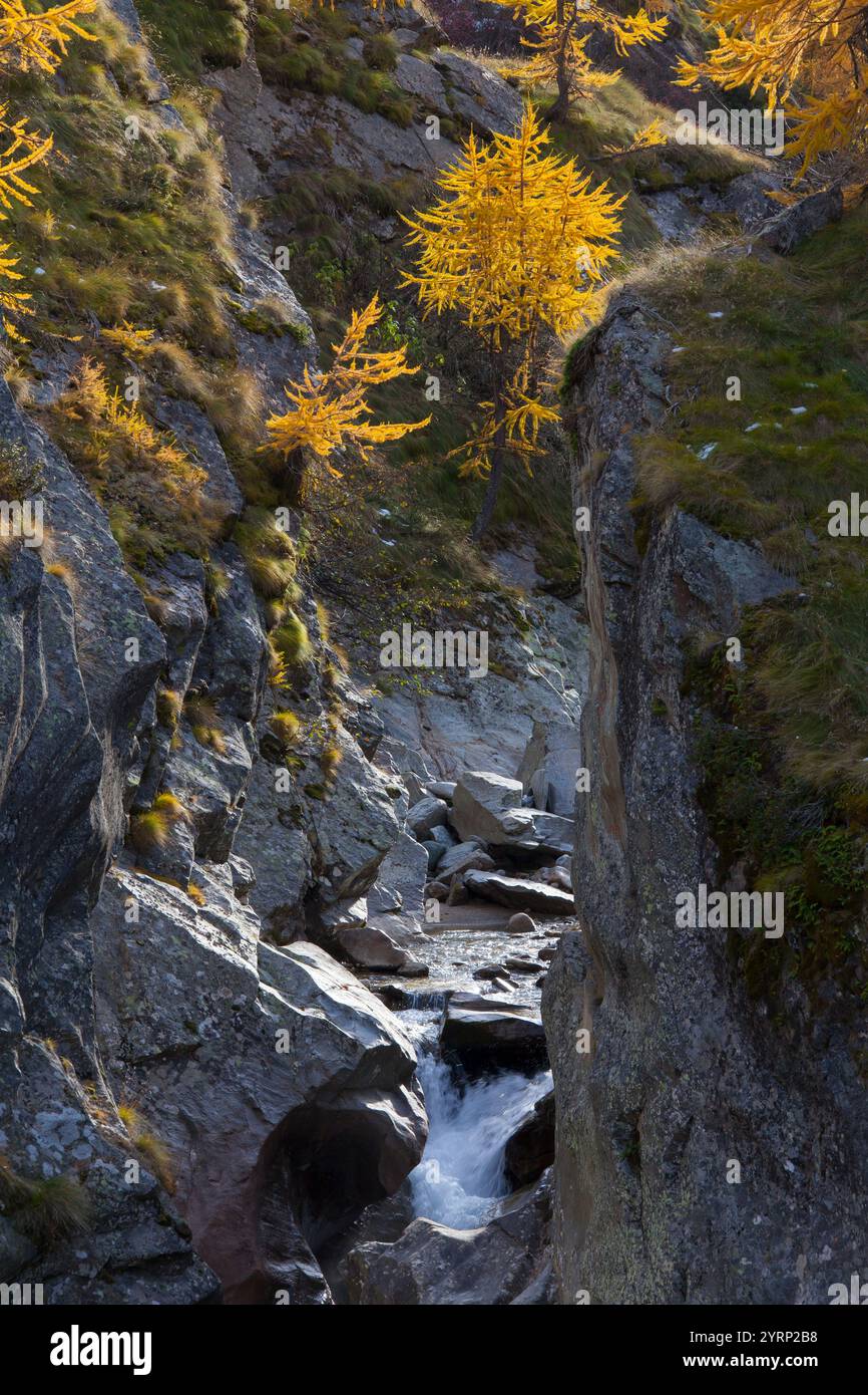 Ruisseau de montagne, mélèzes, automne, parc national Gran Paradiso, Italie Banque D'Images