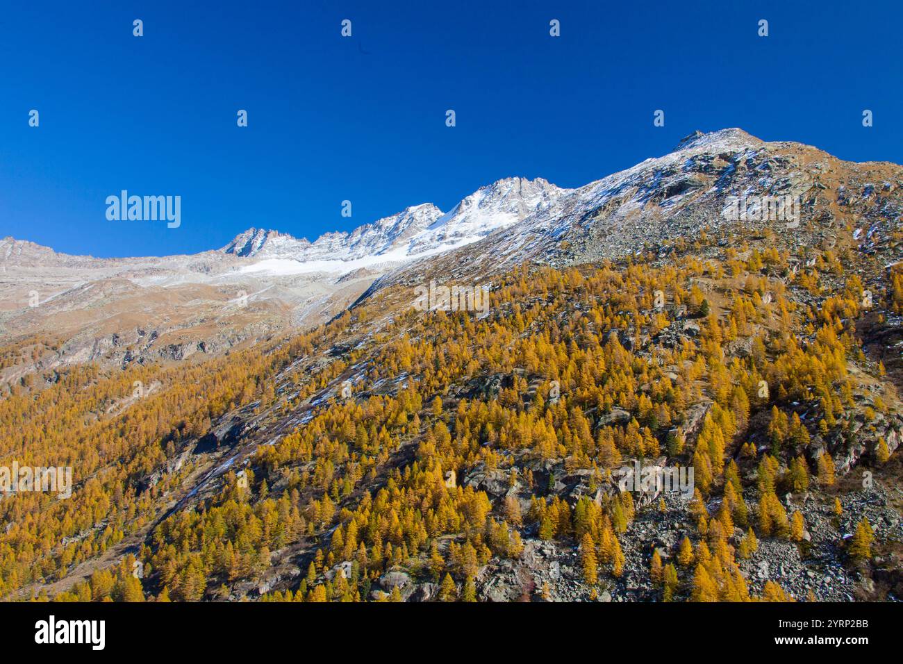 Paysage de montagne, mélèze, automne, parc national Gran Paradiso, Italie Banque D'Images