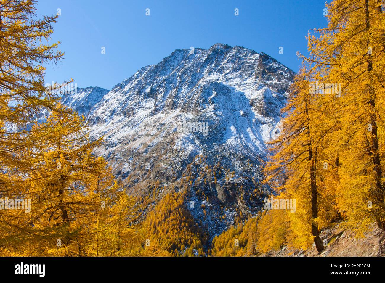 Paysage de montagne, mélèze, automne, parc national Gran Paradiso, Italie Banque D'Images