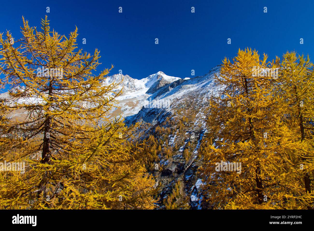 Paysage de montagne, montagne Gran Paradiso, mélèze, automne, Parc National Gran Paradiso, Italie Banque D'Images